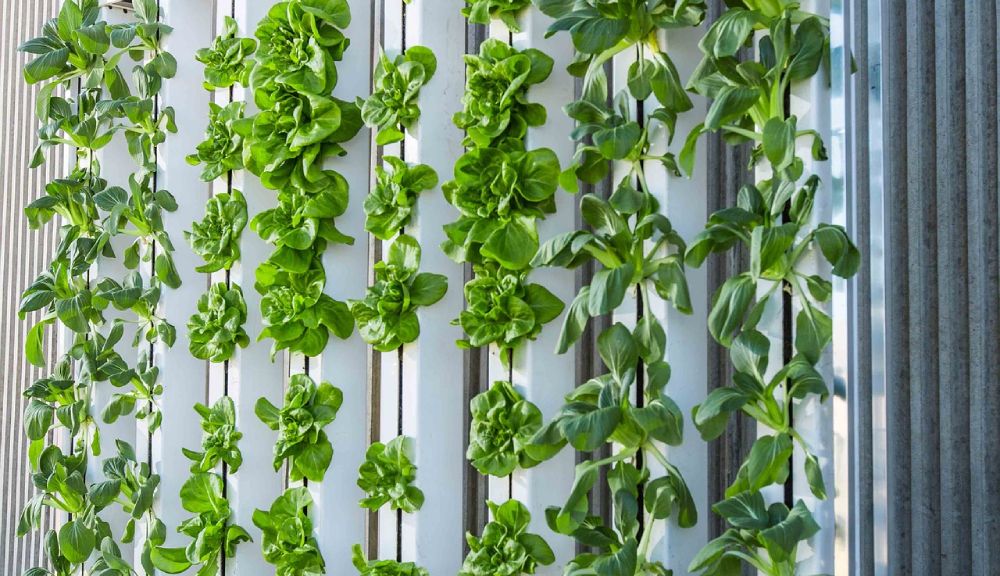 Vertical Farming - vertikale Landwirtschaft