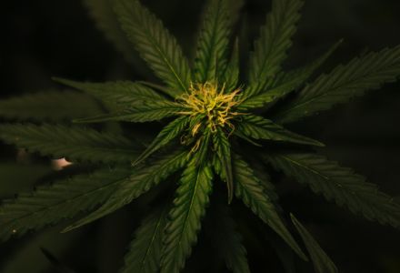 Was ist CBD und wie wirkt es auf unseren Körper?