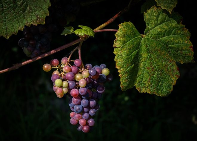 Flavonoide sind in vielen Obst- und Gemüsesorten enthalten