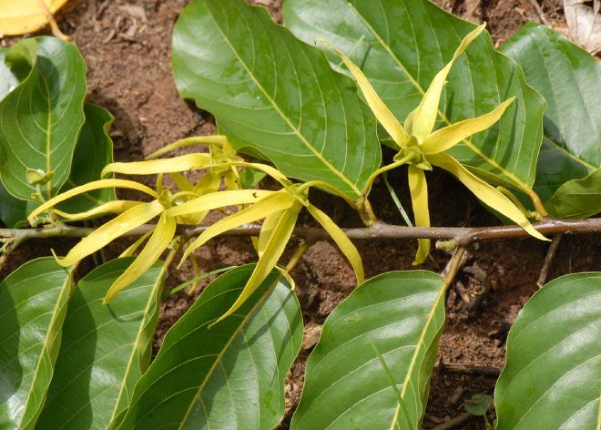 Der gelbe Ylang Ylang Baum