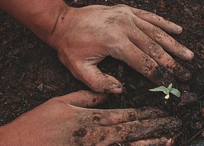 Anbau und Legalisierung von Cannabis in Lateinamerika