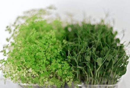 Microgreens und Vertical Farming im Kommen