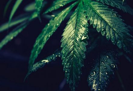 The difference between CBD & THC - and the winner is… | HERBLIZ