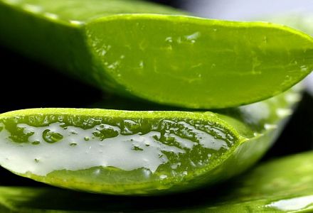 Seit Jahrtausenden wird die Aloe vera als "Heilpflanze" verehrt