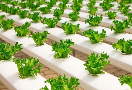 Hydroponics - more efficient plant cultivation without soil?