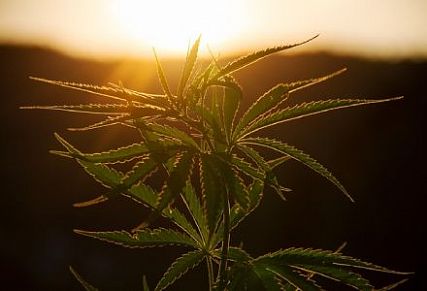 Hemp vs. Marijuana - What's the difference? | HERBLIZ