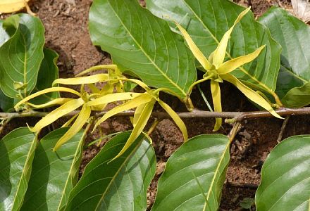 Der Ylang Ylang Baum riecht sehr gut