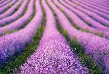 Lavendel mit seinen lilafarbenen Blättern