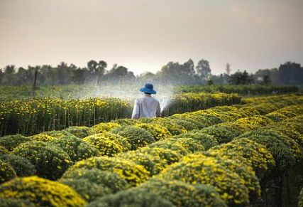 Der umweltfreundlichere Anbau in der Öko-Landwirtschaft